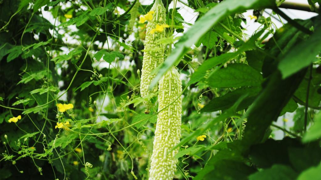 养颜嫩肤的苦瓜