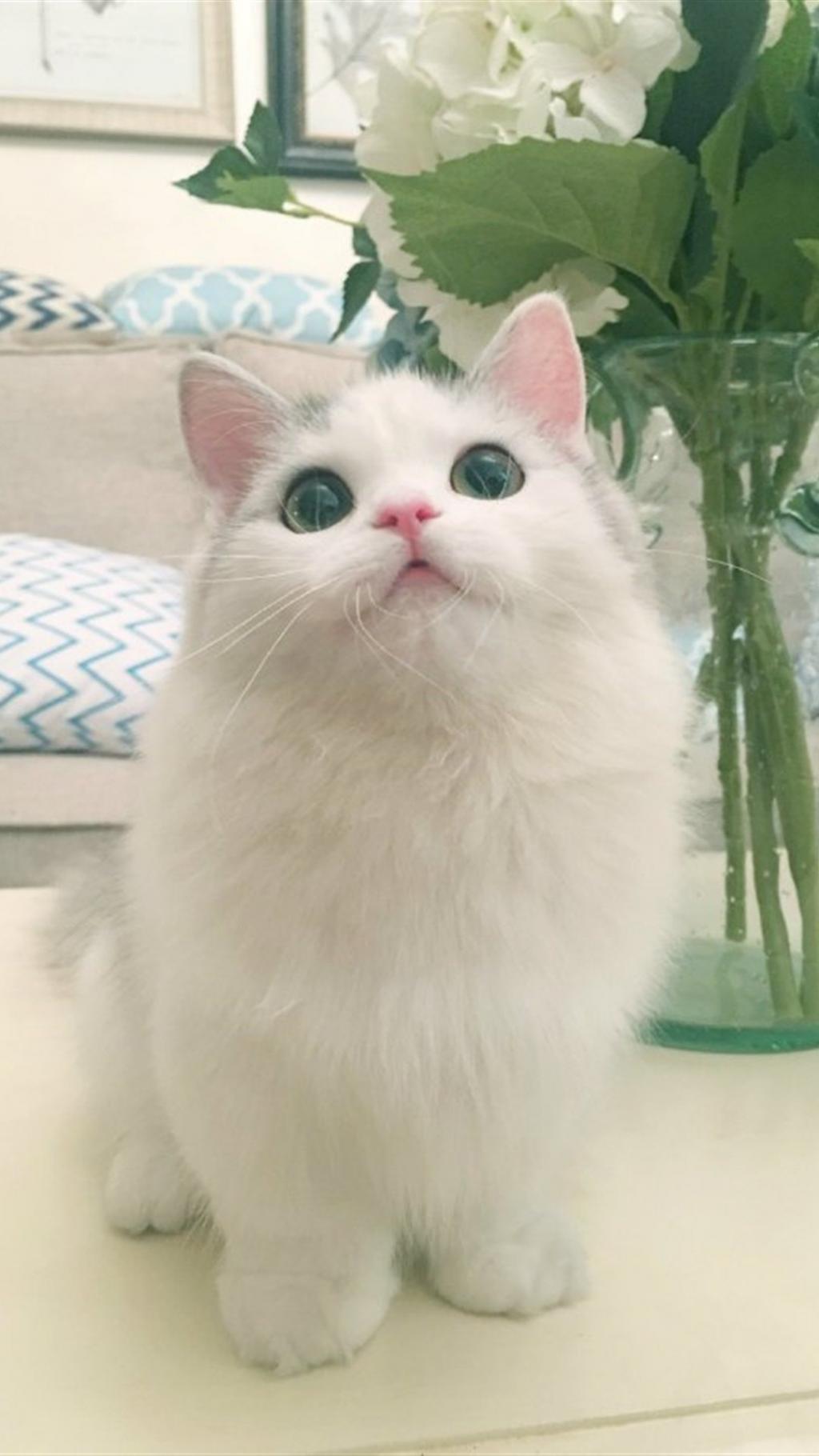 可爱小猫咪超萌写真