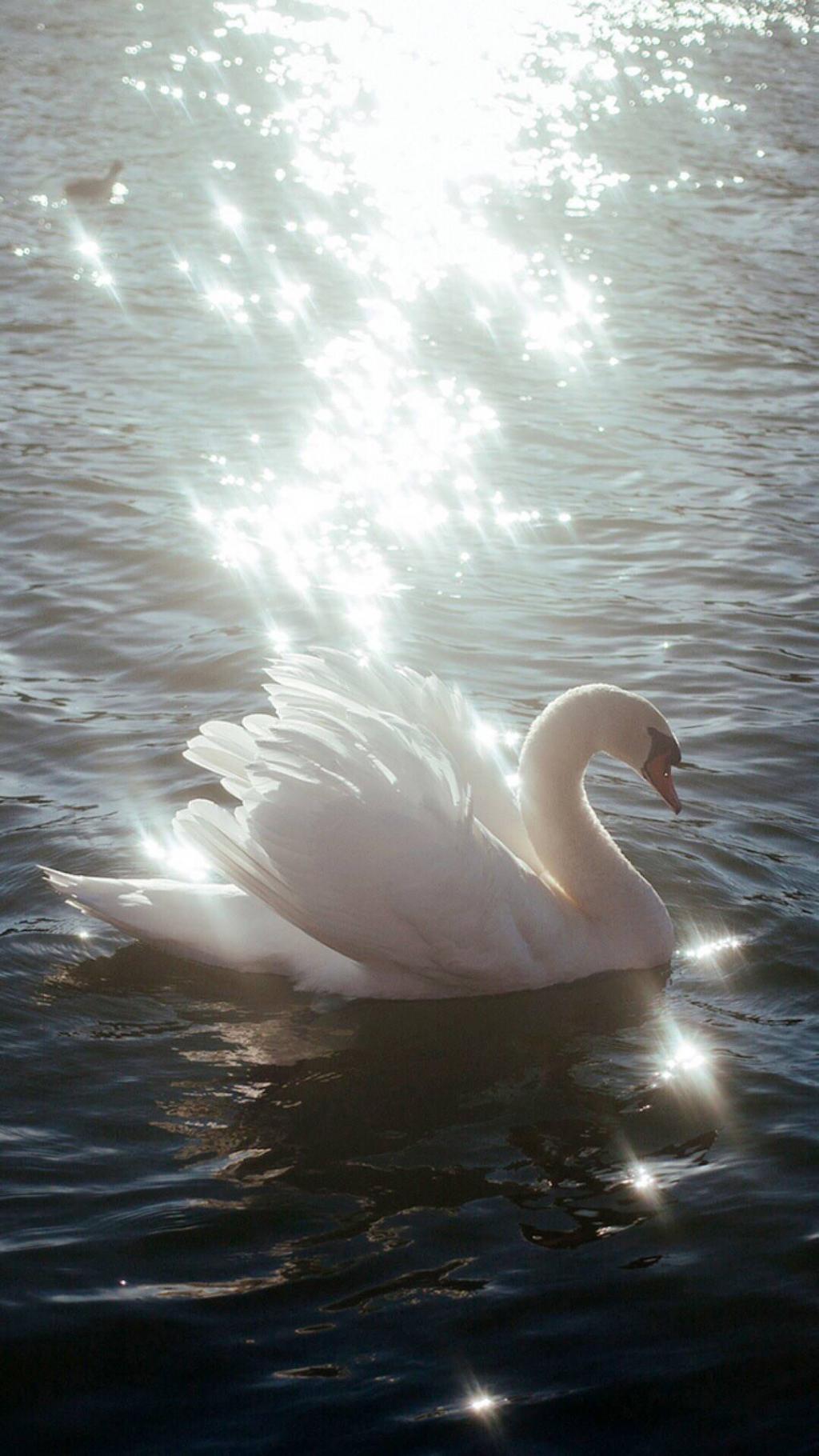 唯美天鹅海鸟湖泊风景