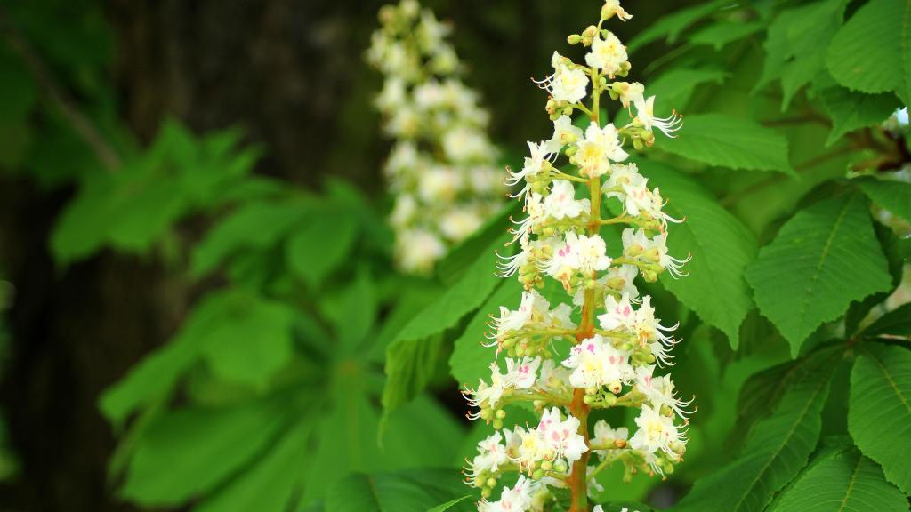 五月七叶树花开