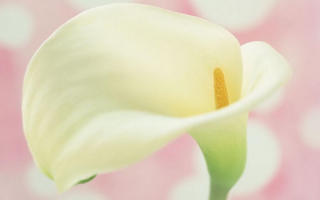 纯洁清新柔美的海芋花语