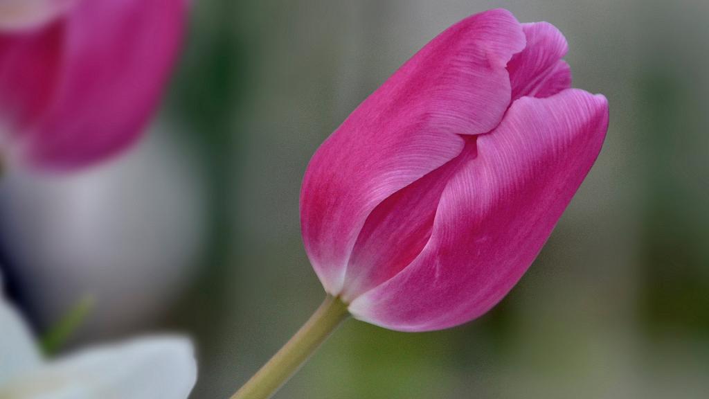 高清郁金香图片