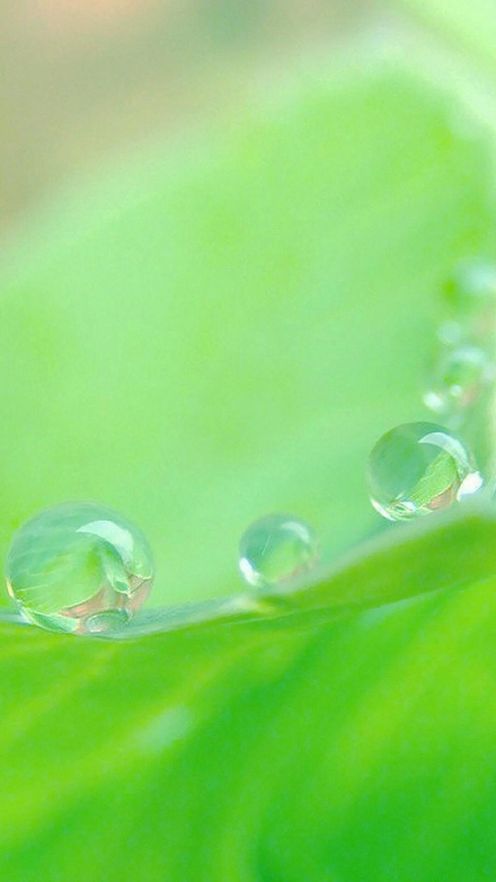 小清新翠绿植物