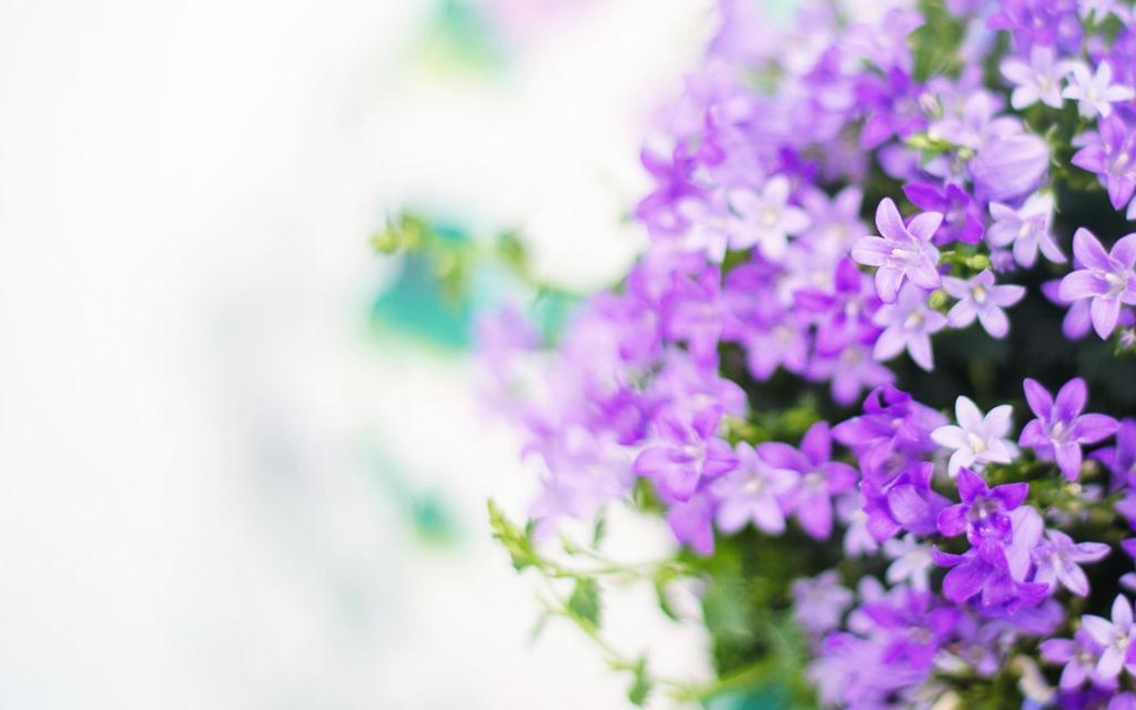 清新淡雅的花朵大全