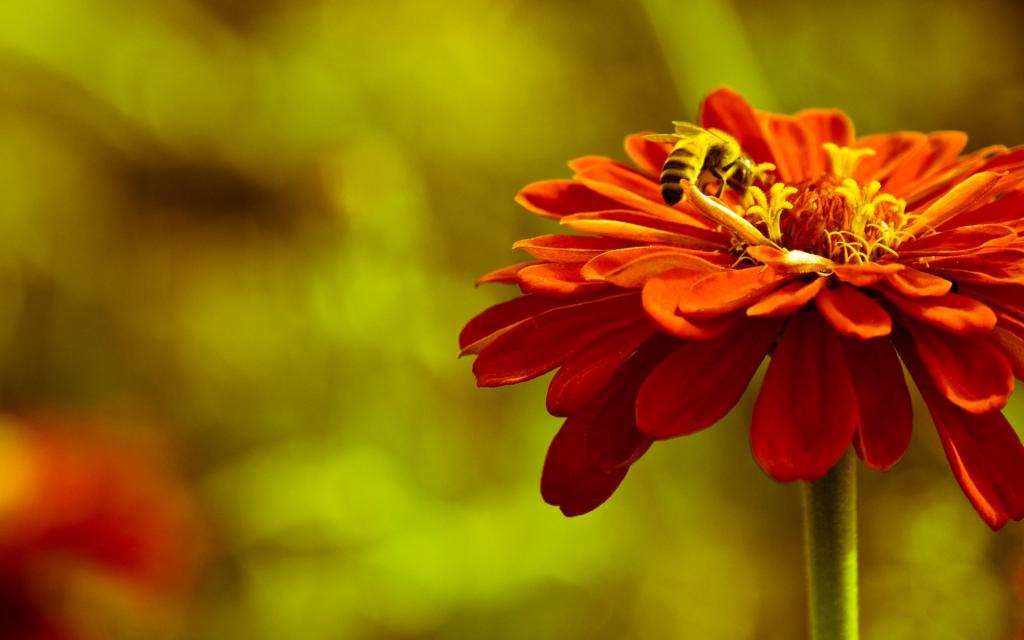 浓艳纷繁的花朵