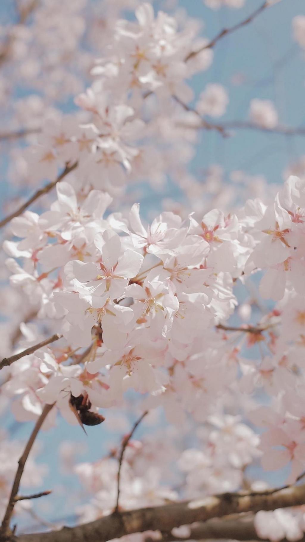 春分十里,只为等樱来