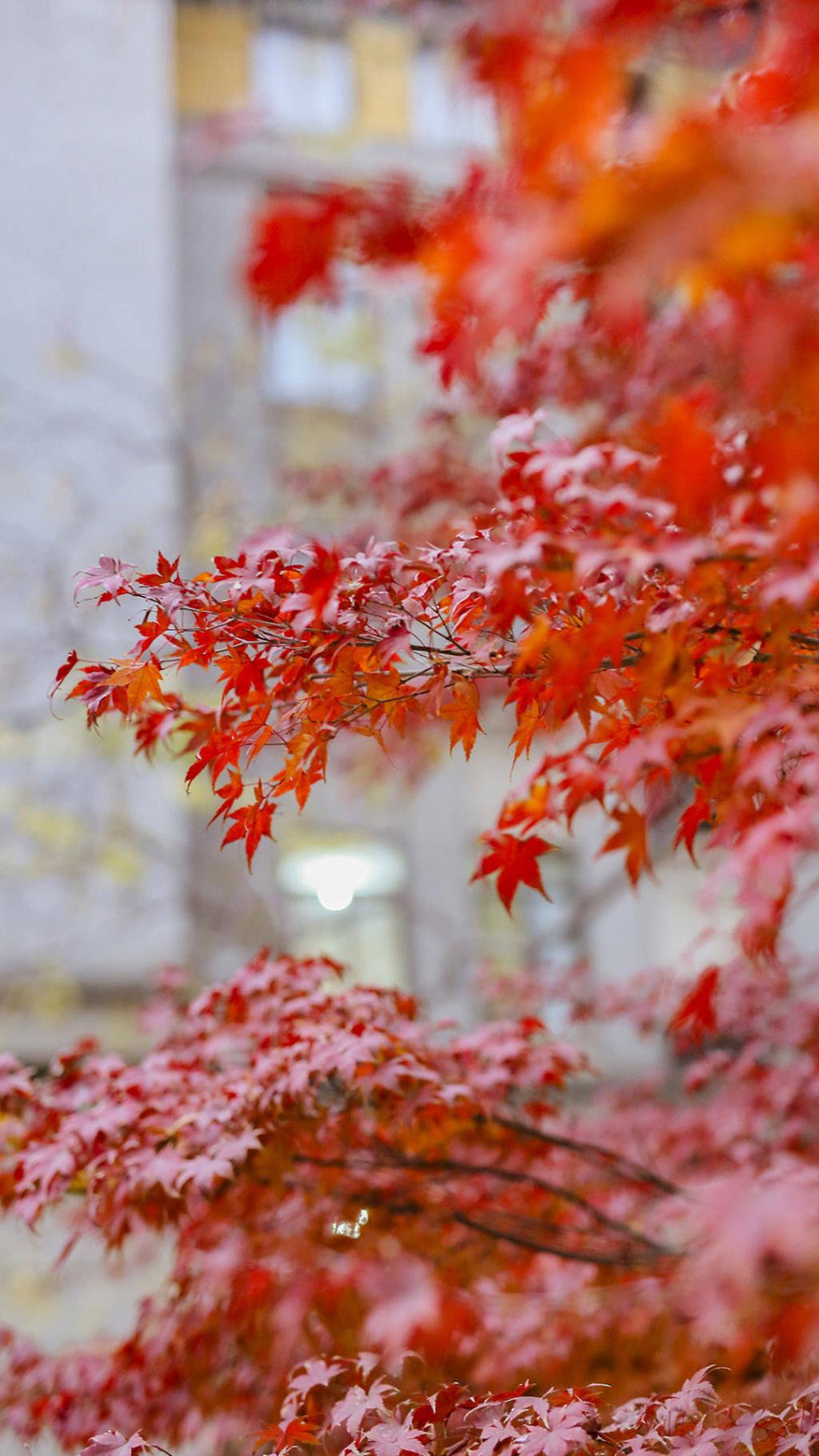 唯美风景图片大全