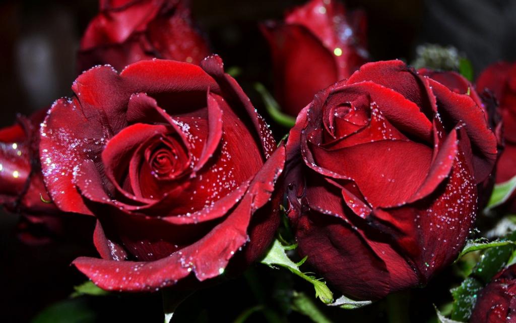 浪漫七夕情人节玫瑰系列