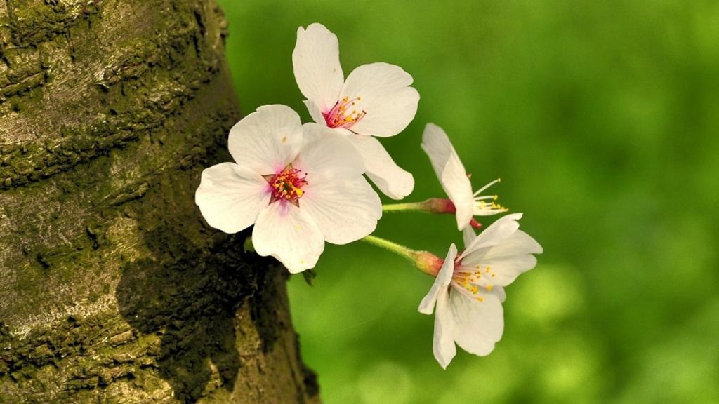 樱花花语(除你之外,别无他爱)