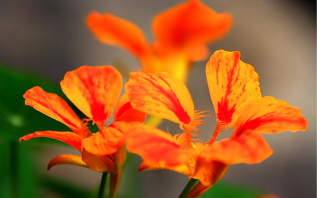 红色旱金莲花卉特写