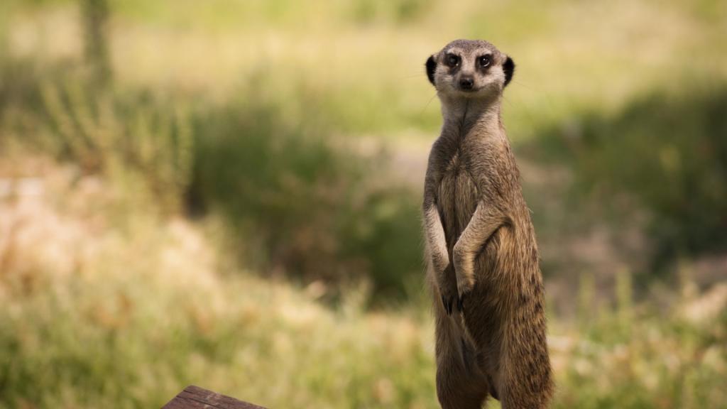 哺乳动物狐獴图片