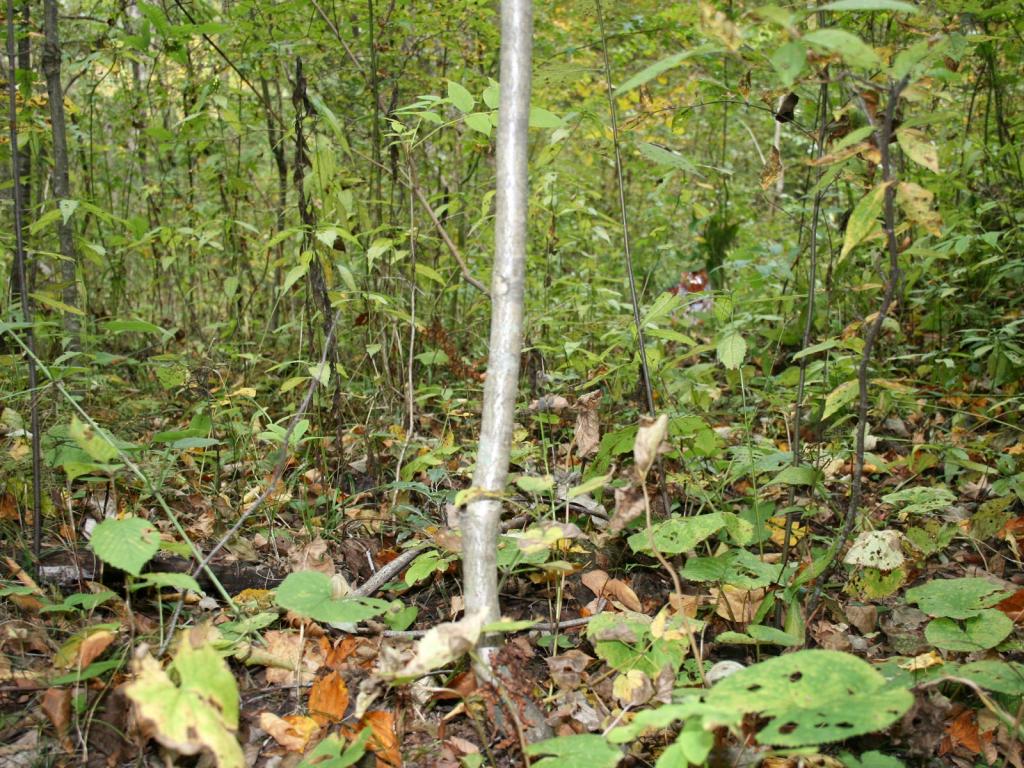 森林中的华南虎