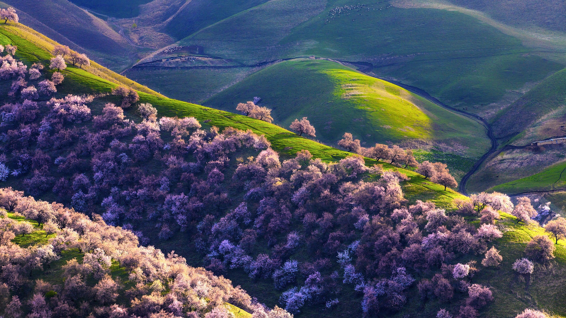 新疆新源野杏林风光