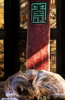 可爱的花猫生活场景-3