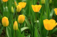 郁金香高清大图