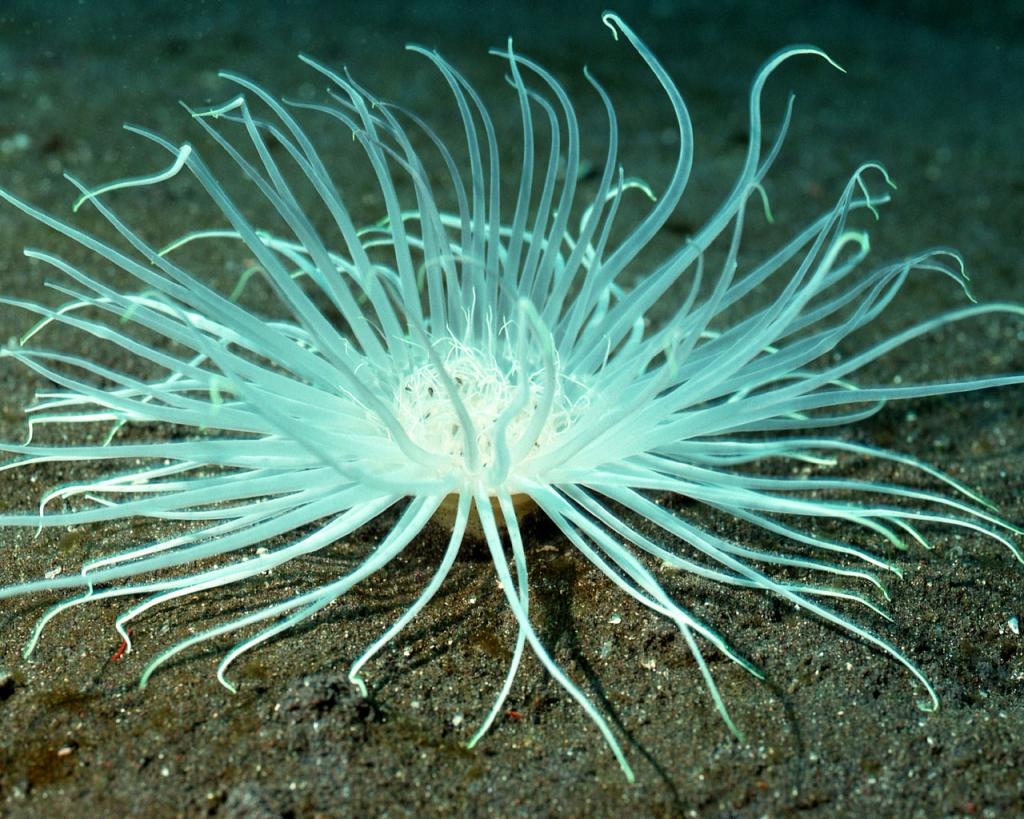 美丽的珊瑚海葵