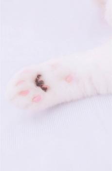 粉嫩猫爪子锁屏