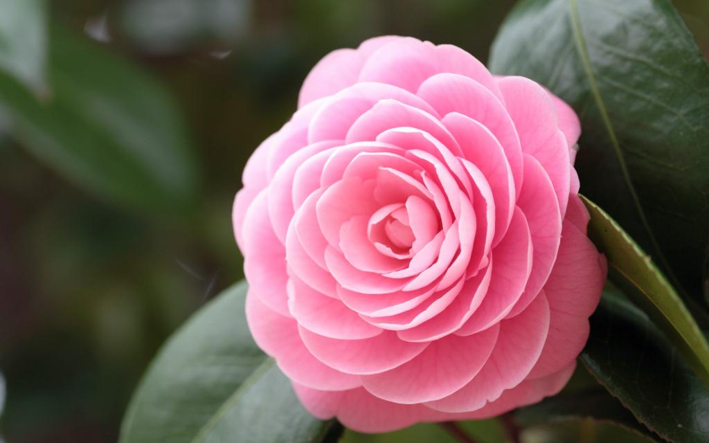 曼佗罗花(山茶花)图片