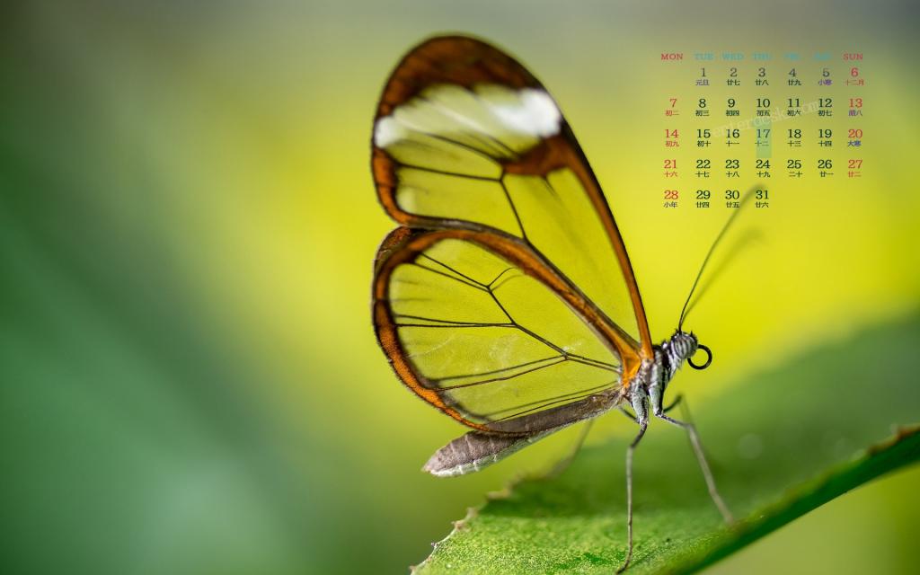 2019年1月唯美的生物界日历