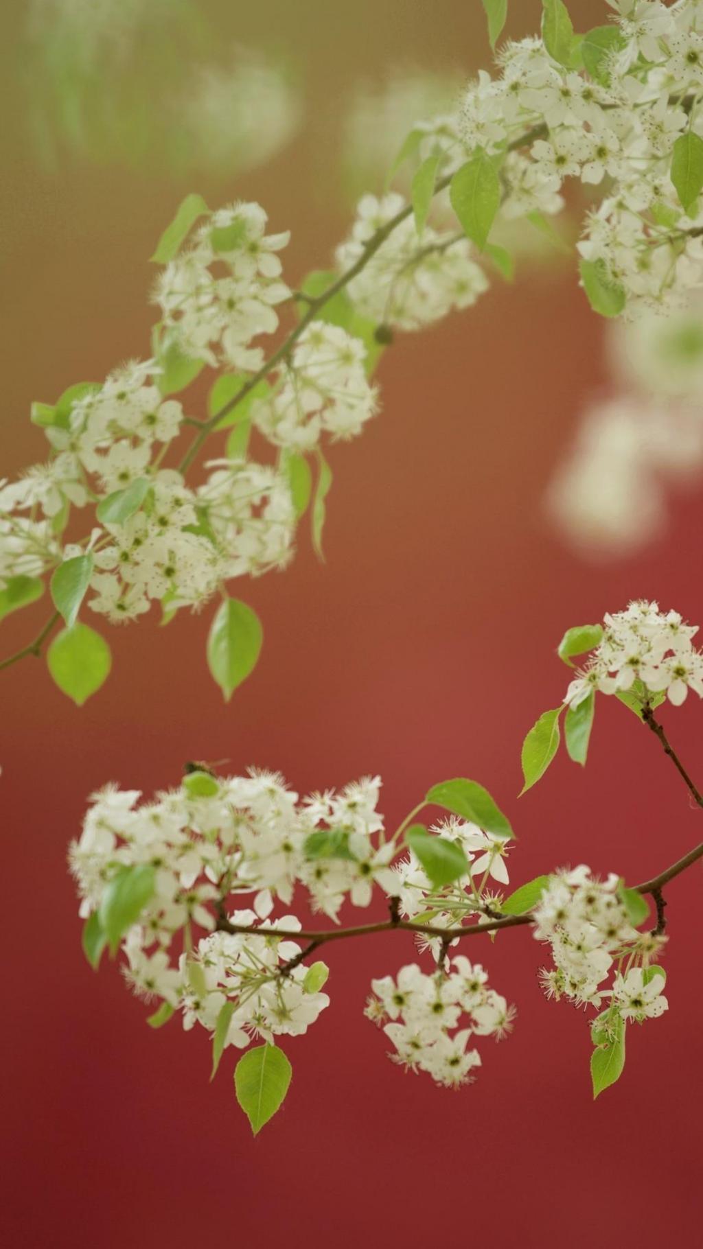 小清新梨花唯美摄影