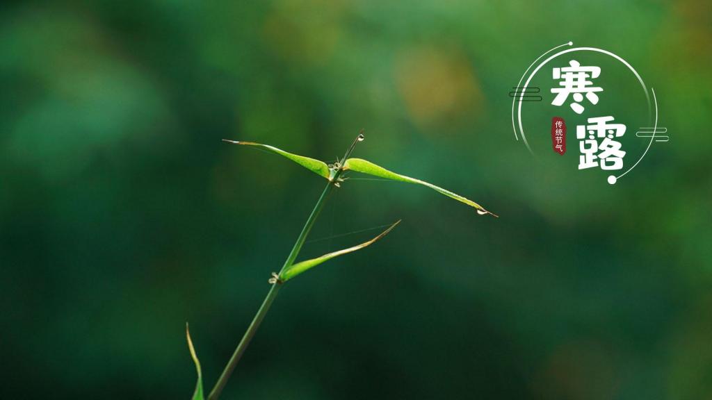 二十四节气寒露清新护眼竹叶