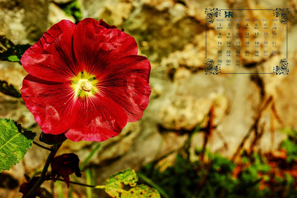 2019年7月修长而挺立的蜀葵日历
