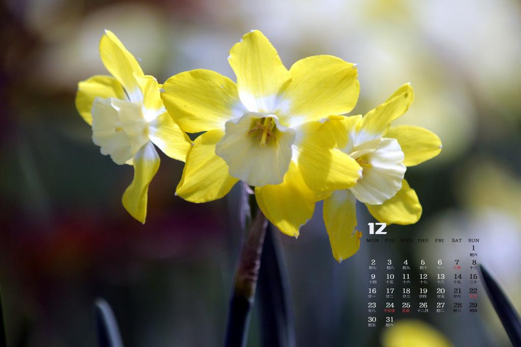 2019年12月清雅的水仙花日历