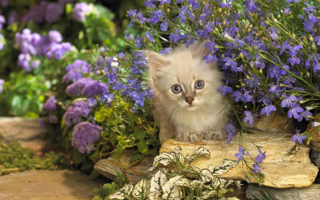 宽屏白色猫咪