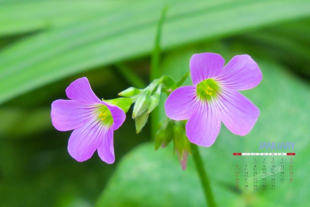 2019年1月酢浆草唯美花朵图片日历