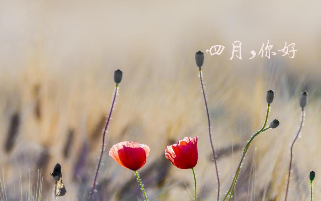 四月你好一句话说说配图