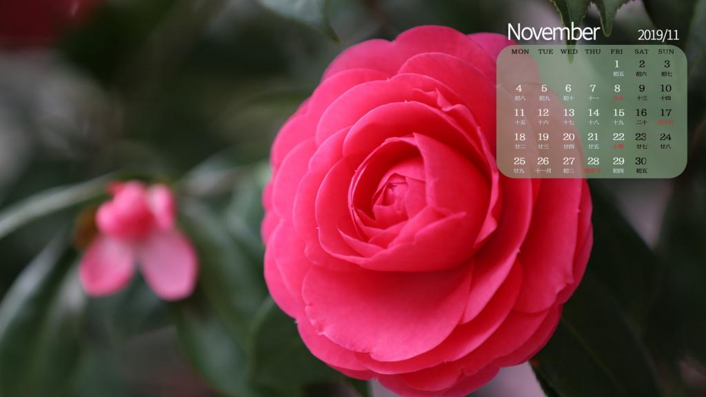 2019年11月山茶花花语日历