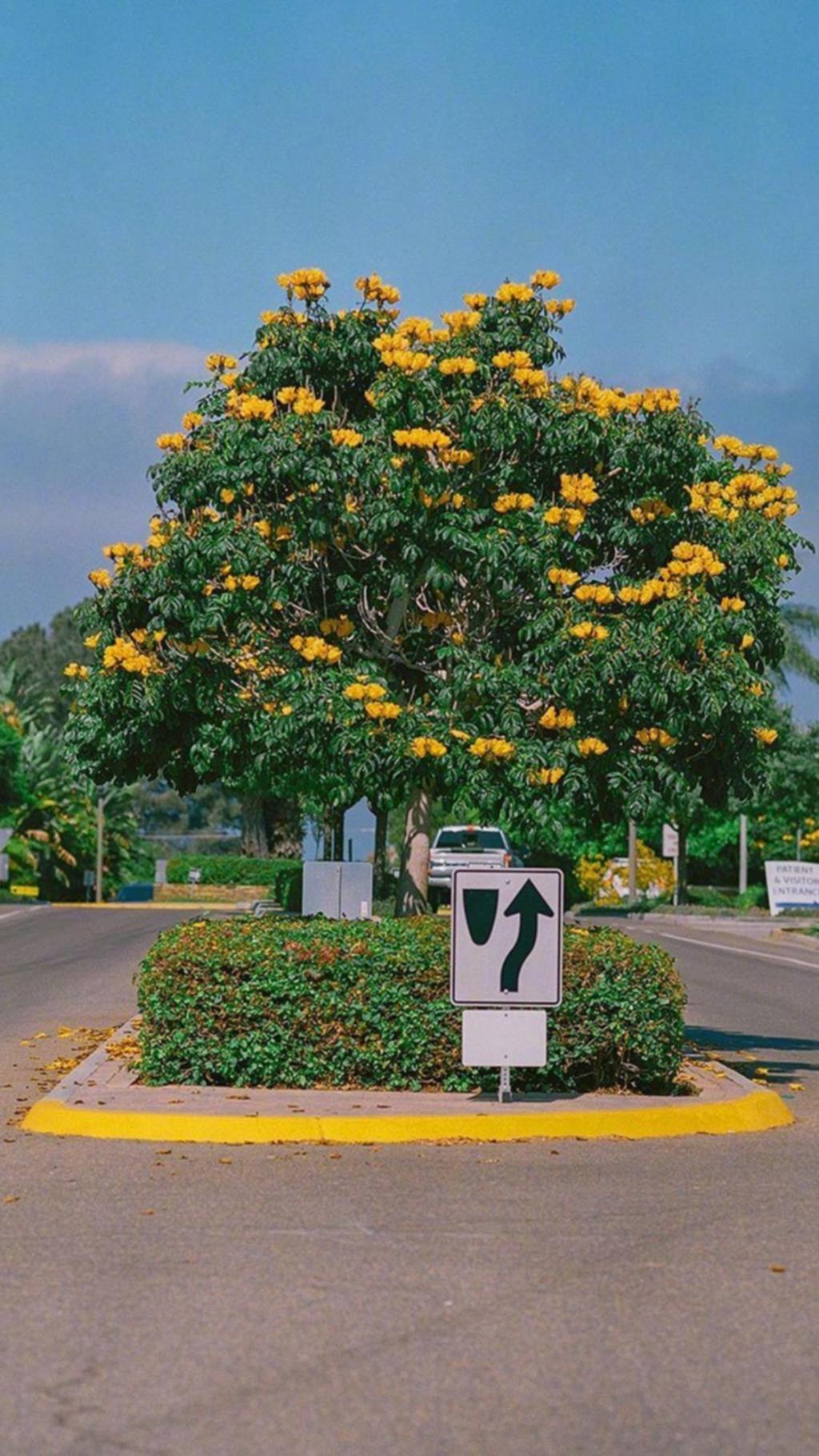 小清新迷人的街景风光