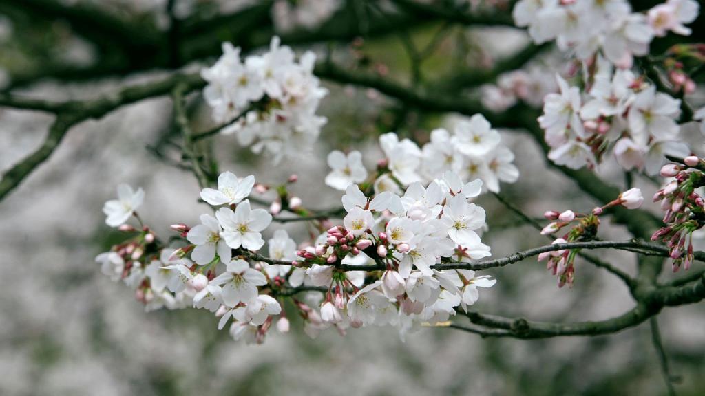 樱花花语(除你之外,别无他爱)