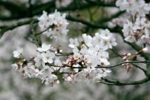 樱花花语(除你之外,别无他爱)