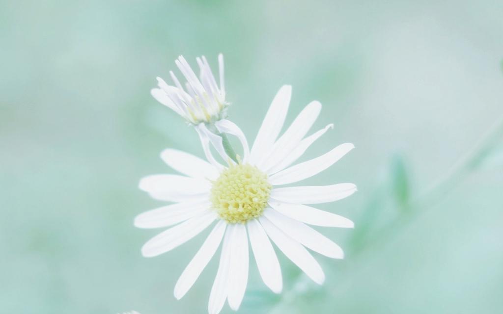 小清新护眼植物写真