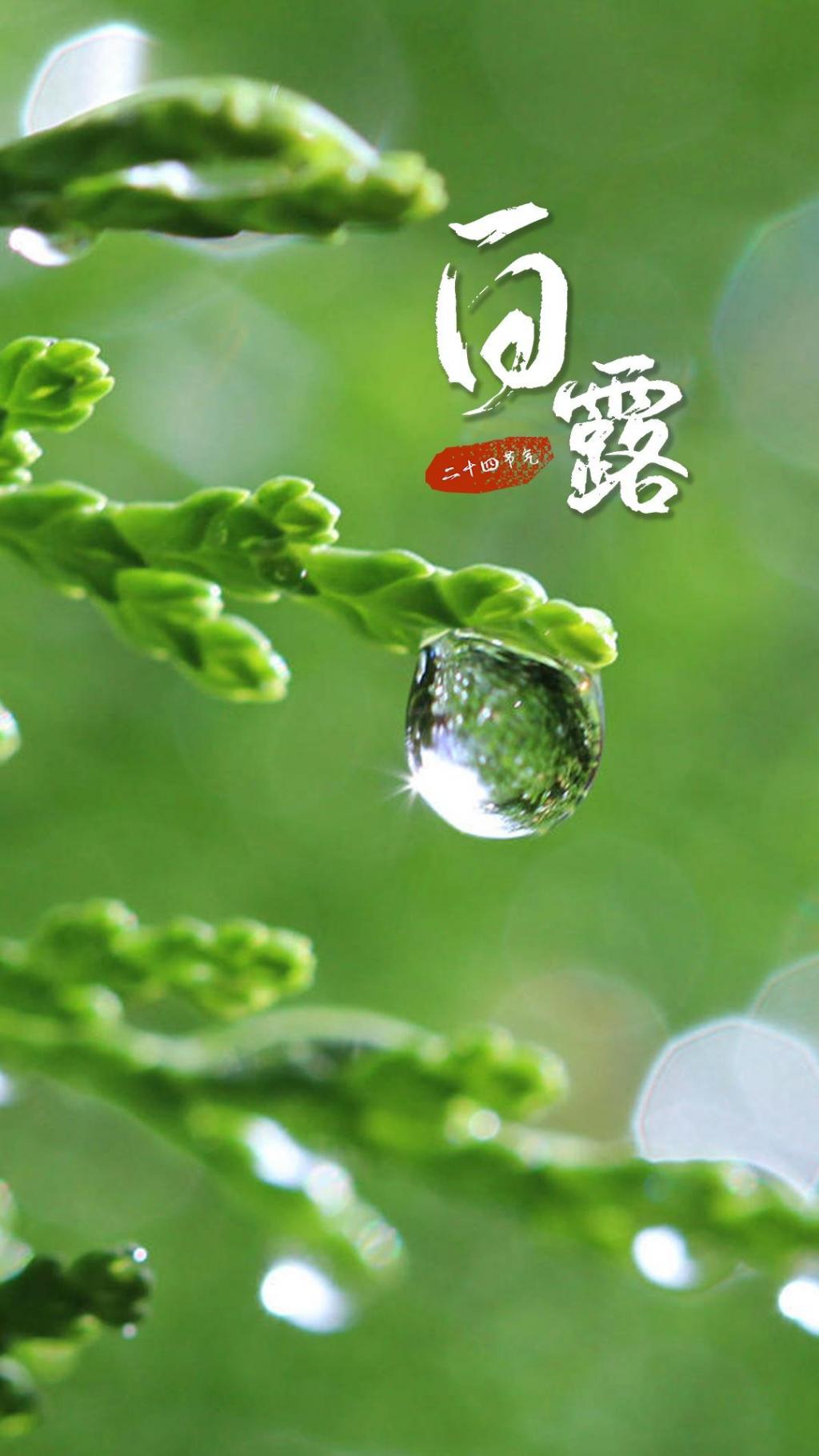 白露节气小清新配图