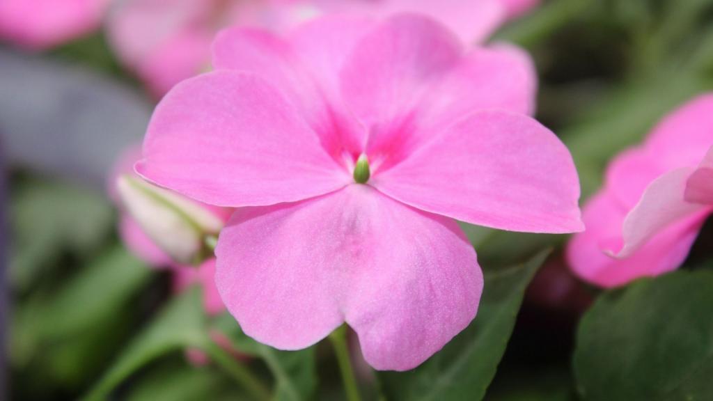 娇媚艳丽的野花