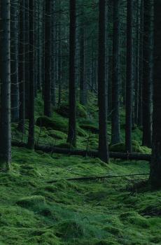 大自然绿色森林护眼风景-6