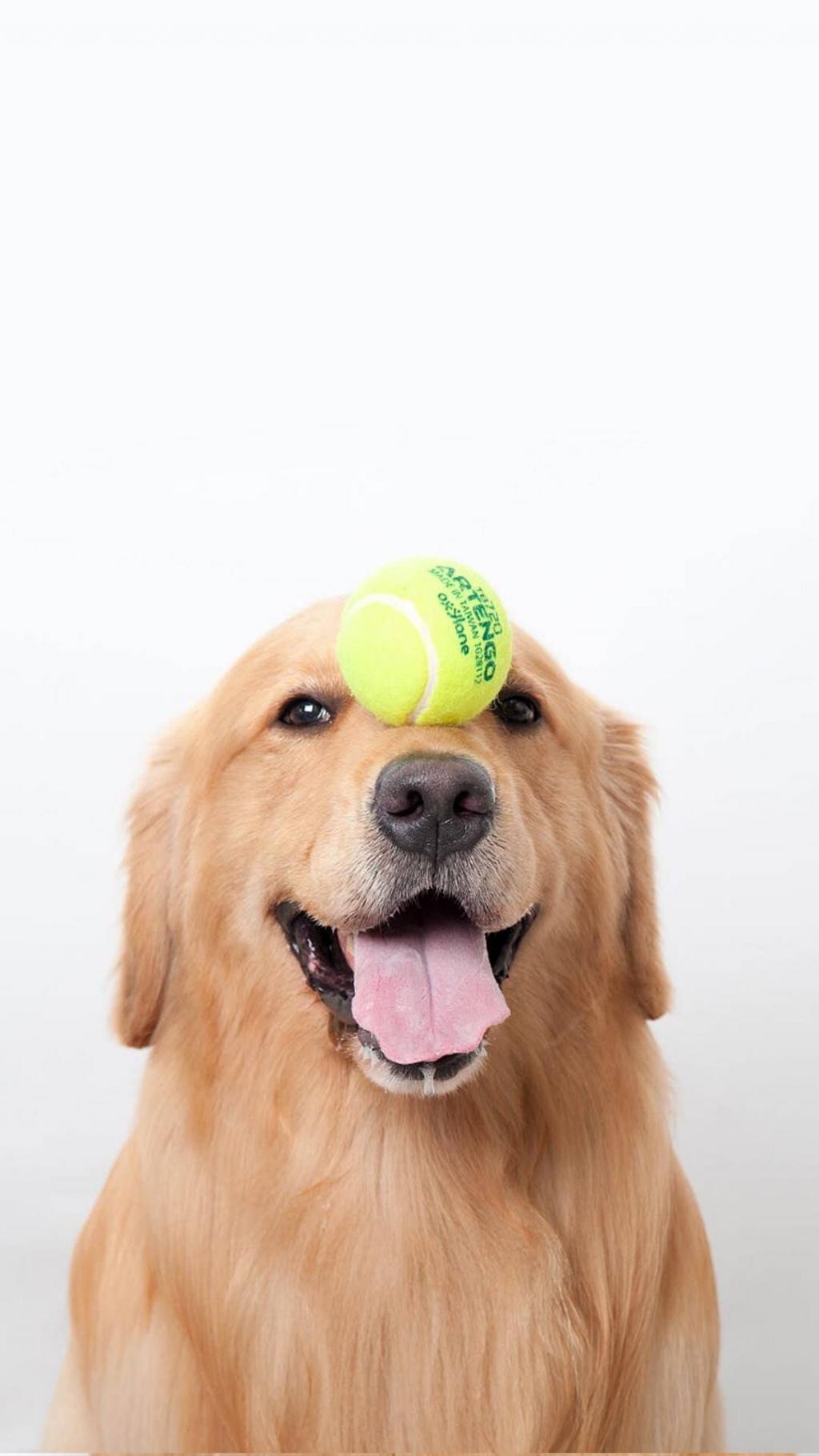 蠢萌金毛,高清图片,手机锁屏桌面-壁纸族