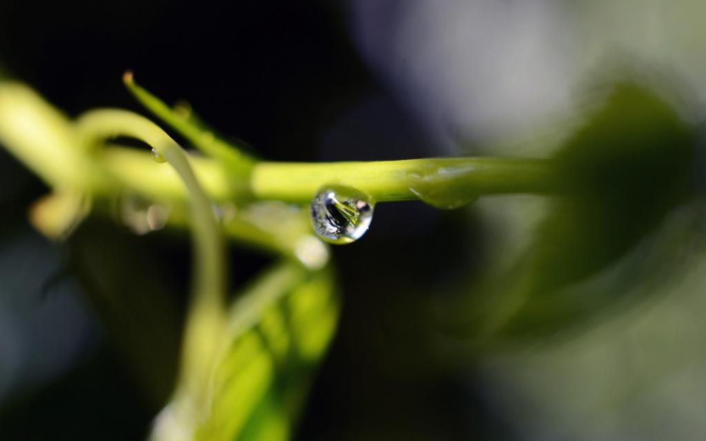 绿叶上的透亮的小水珠