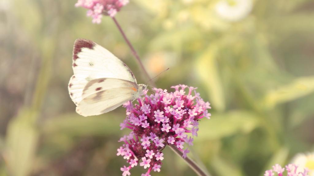 各色各样的娇花
