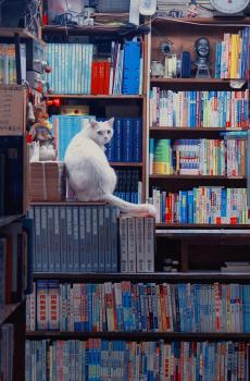 可爱的花猫生活场景-2