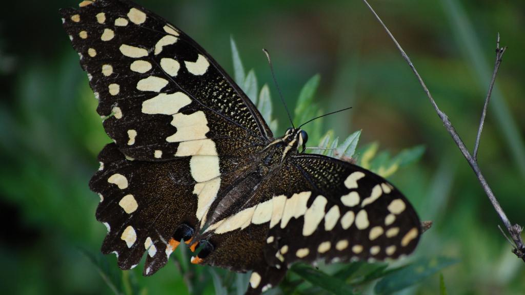 黑蝴蝶唯美写真