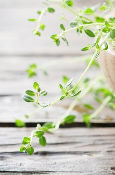 清新护眼的绿色花卉-8