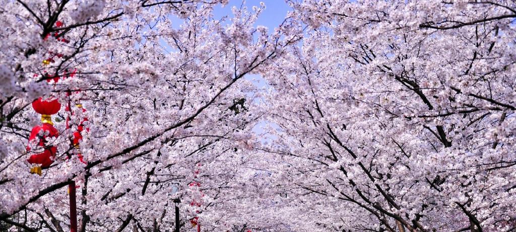 武大樱花将进入盛开期