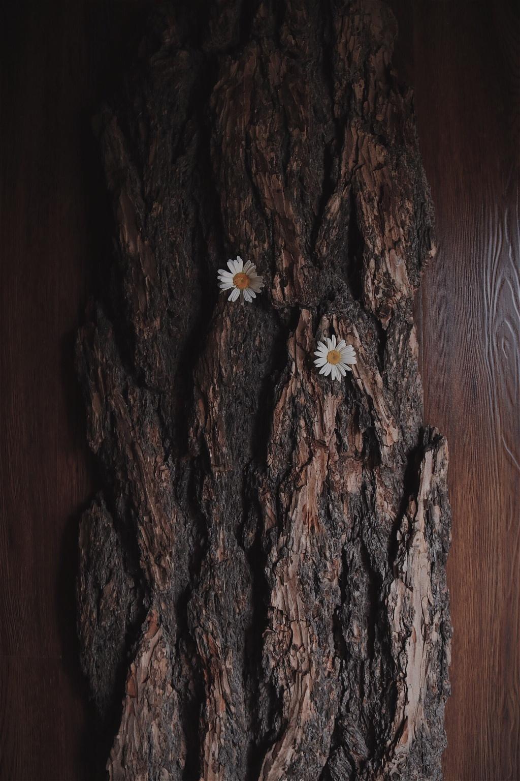 淡雅雏菊唯美意境静物摆拍