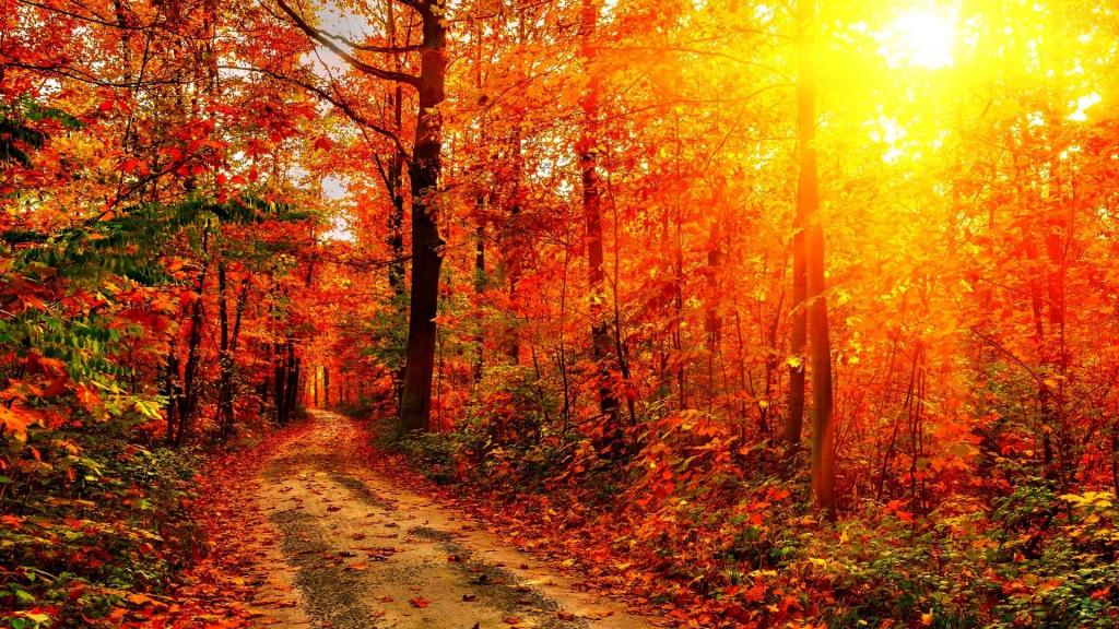 深秋火红的枫叶