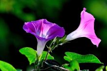 娇巧迷人的牵牛花