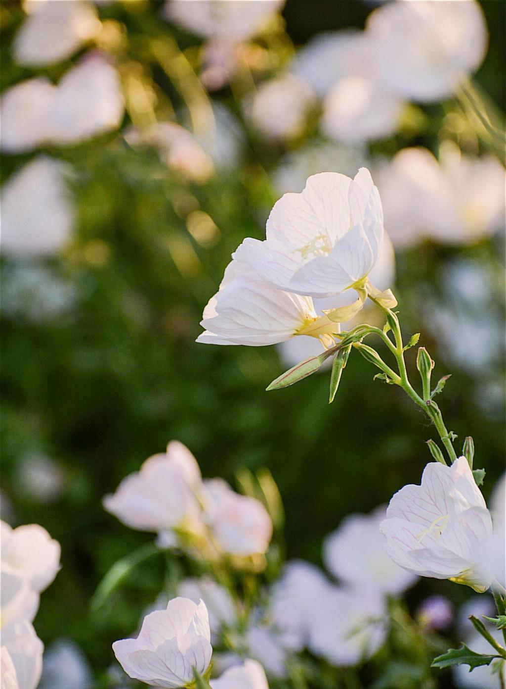 遇见小清新月见草
