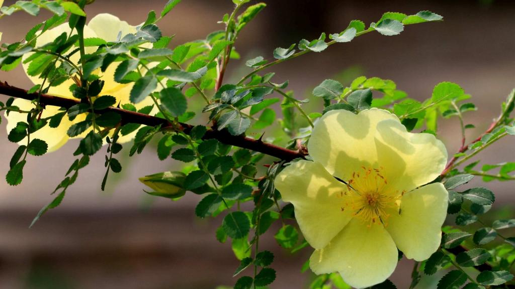 蔷薇科黄色刺玫花